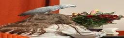 Parrots birds for sale: Highly Talkative African Grey in Dunmow - Advert 4
