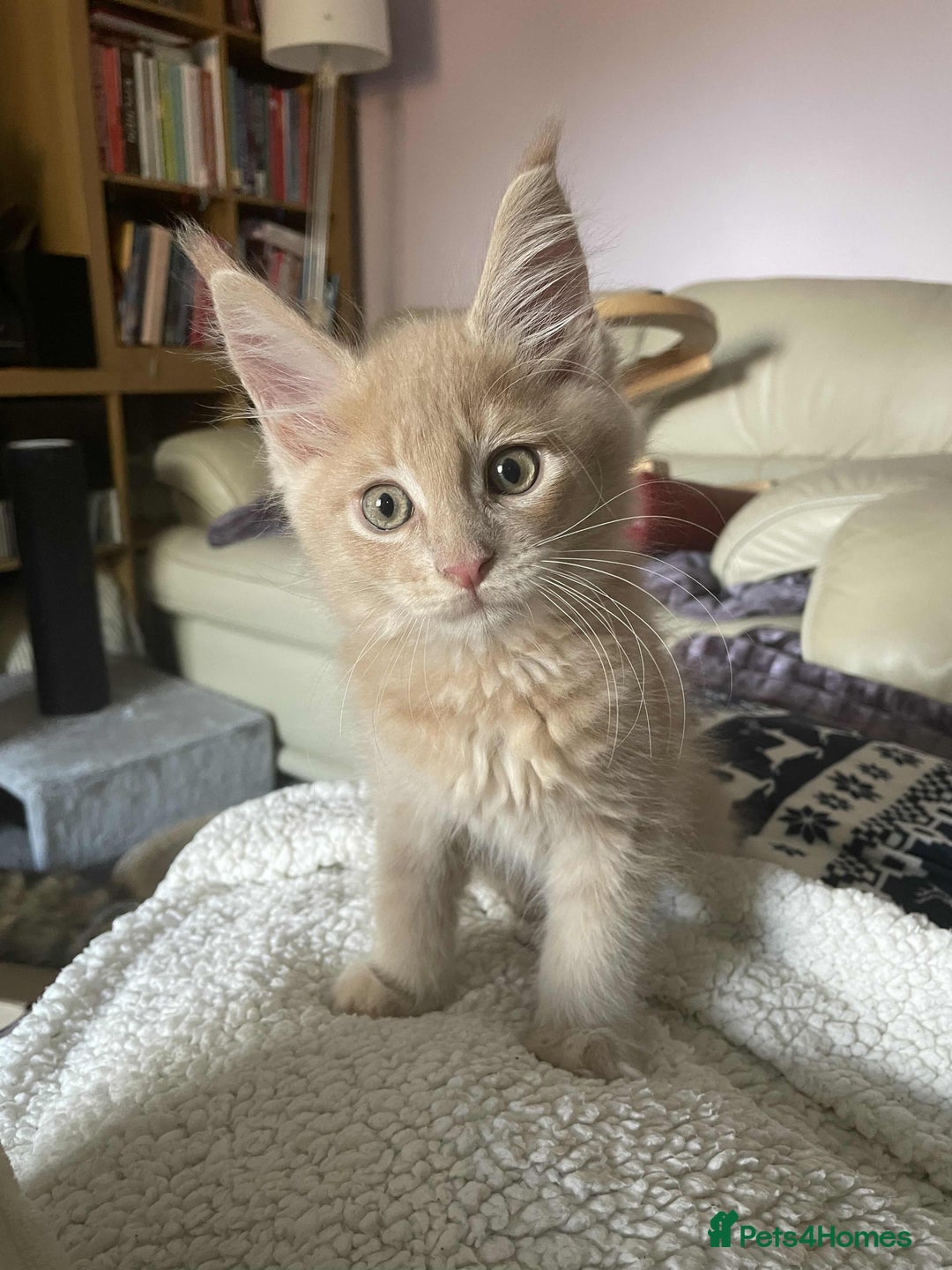 Maine Coon cats for sale: Purebred Maine Coons looking for a loving home 😻 - Image 18