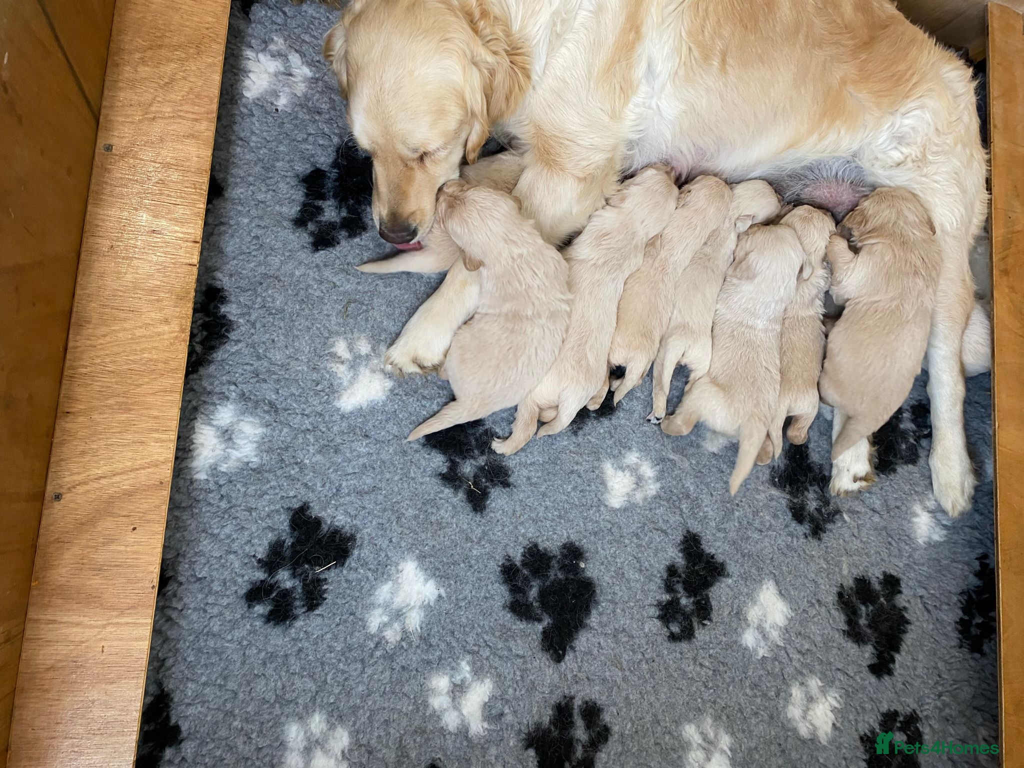 Golden Retriever dogs KC Registered Fully Health Tested - Advert 1