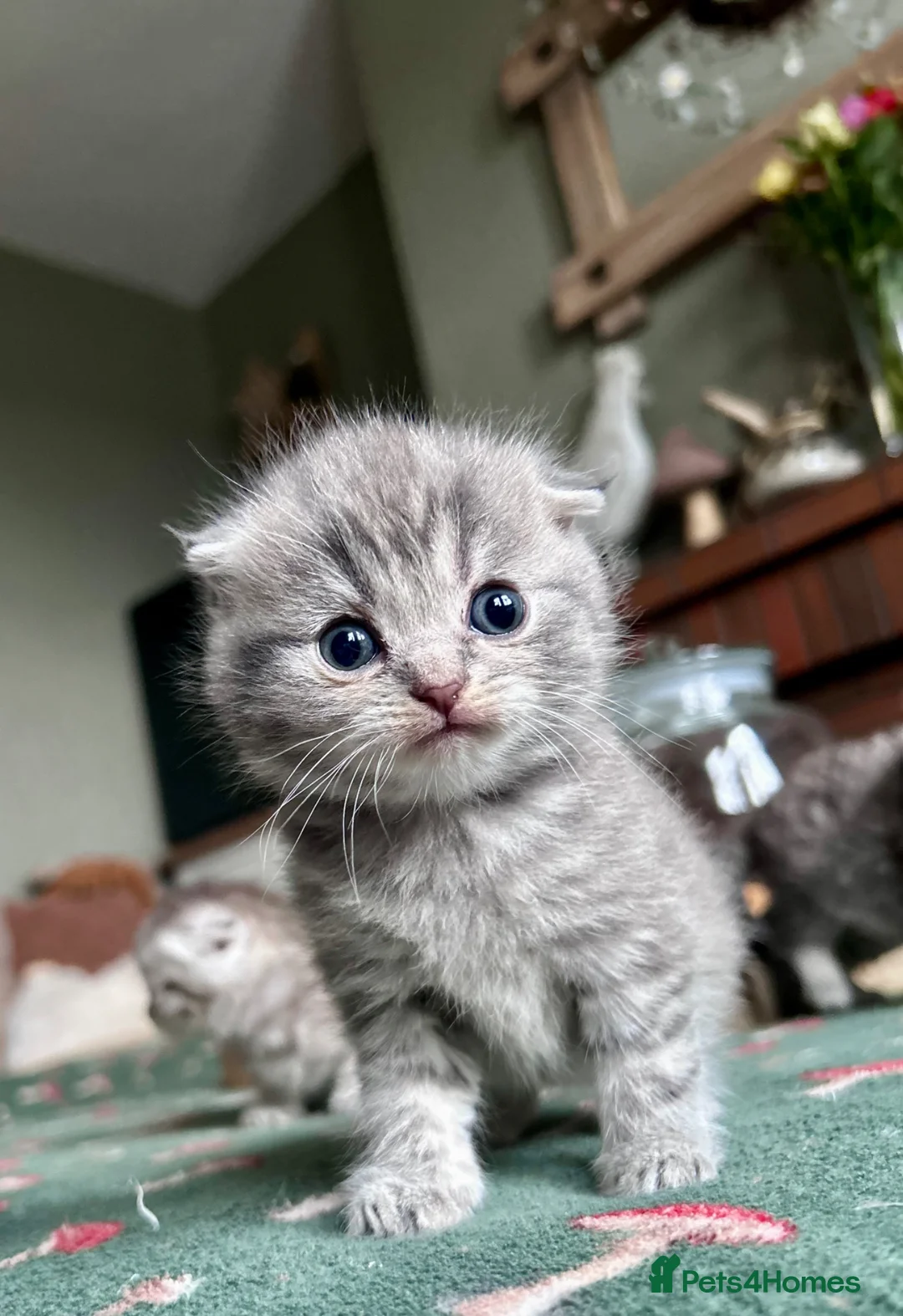 Scottish Fold cats for sale: Scottish Folds one girl left - Advert 1