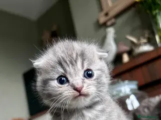 Scottish Fold cats Scottish Folds one girl left - Advert 10