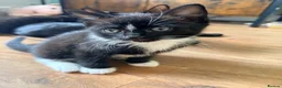 Mixed Breed cats for sale: Beautiful Black & White Female Kitten - Advert 2