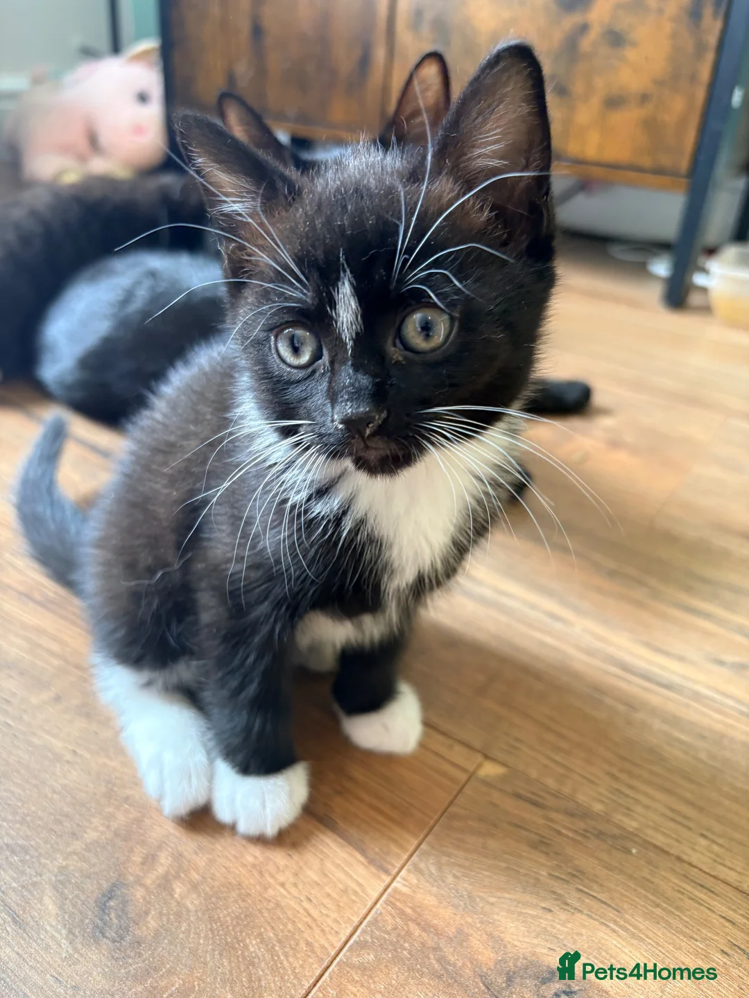Mixed Breed cats for sale: Beautiful Black & White Female Kitten - Advert 2