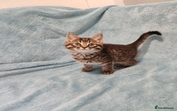 Mixed Breed cats for sale: BEAUTIFUL KITTENS VIDEOS - Image 16