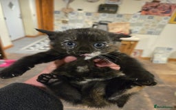 British Shorthair cats for sale: Beautifully marked kittens.  - Image 17