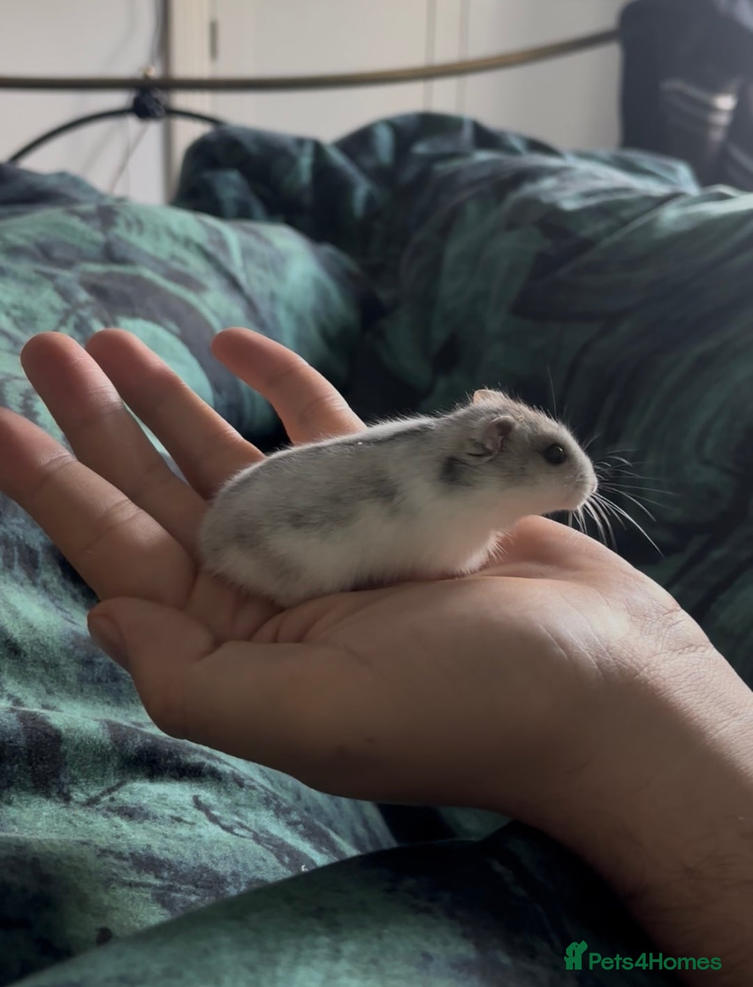 Hamster rodents for sale: 🐹 Sweet Tame Hamster! 🐹 - Advert 5