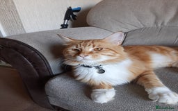 Maine Coon cats for sale: Four gorgeous girls  - Image 10