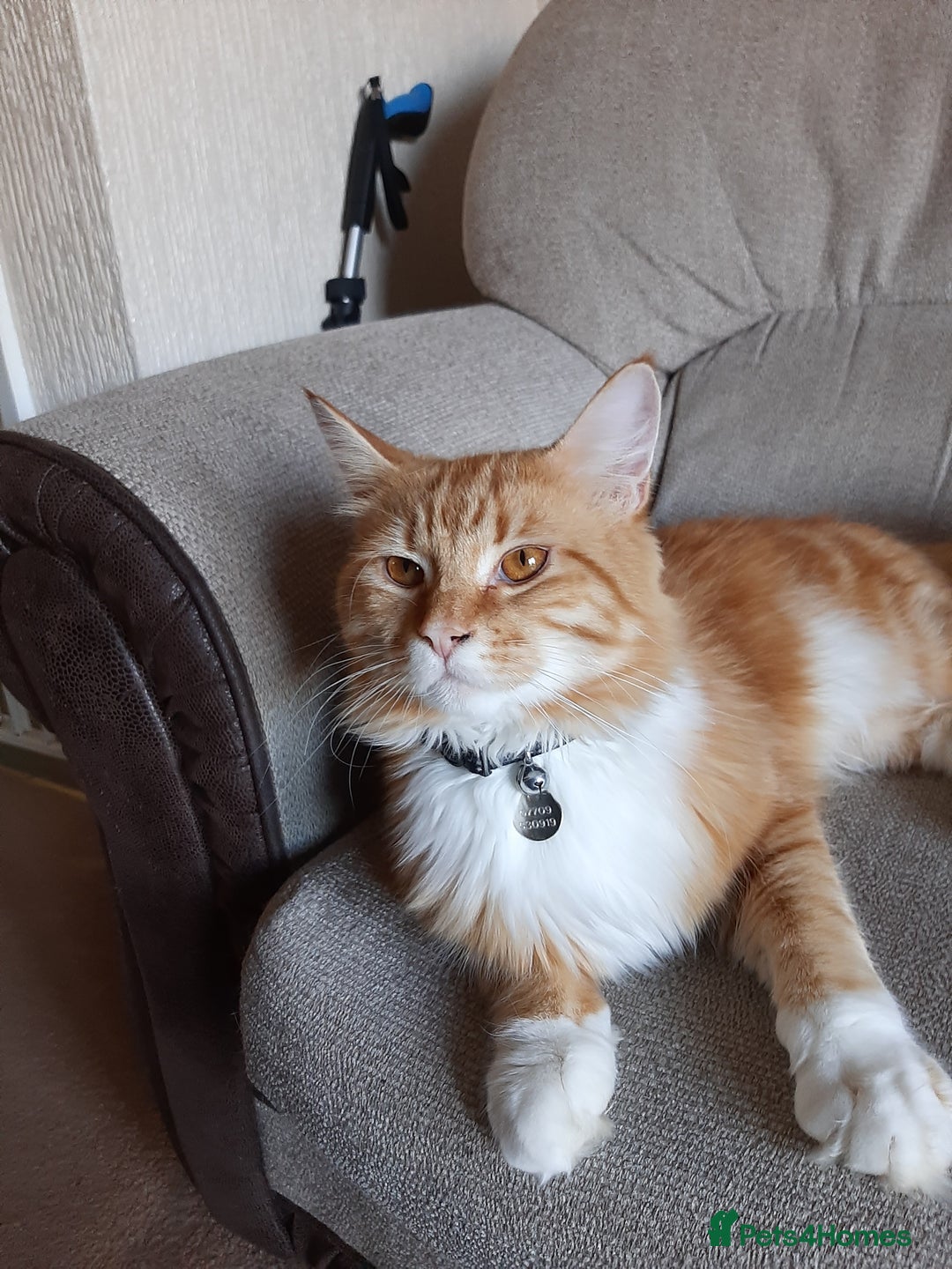 Maine Coon cats for sale: Four gorgeous girls  - Image 10