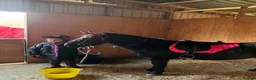 Dartmoor horses for sale: Dartmoor Pony - Charlie  - Advert 4