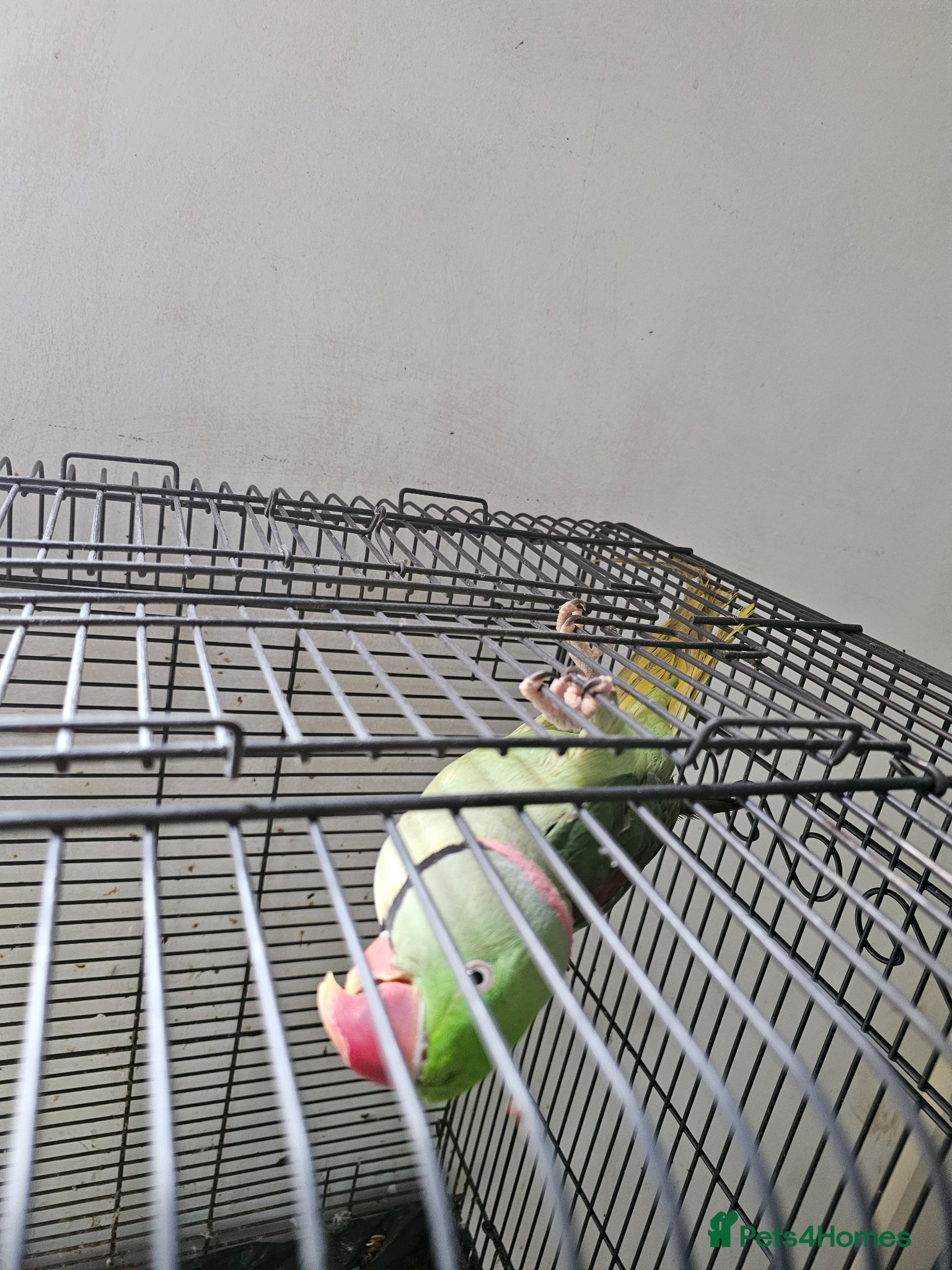 Parrots birds Alexezindrine parrot - Advert 18