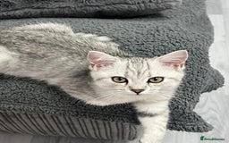 British Shorthair cats for sale: Kittens - Image 3