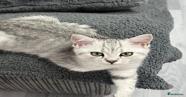 British Shorthair cats - Advert 6