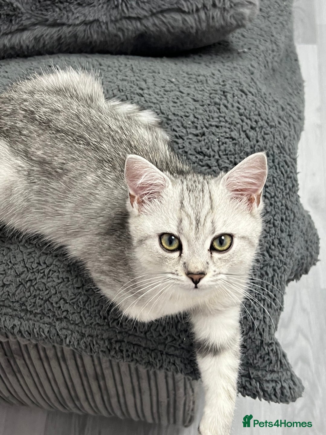 British Shorthair cats for sale: Kittens - Image 3