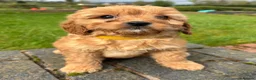 Cavapoo dogs for sale: Special Red F1 Cavapoo Puppies KC Parents DNA Test - Advert 5
