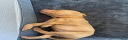 Hungarian Vizsla dogs for sale: Hungarian vizsla puppies  in Thirsk - Advert 23