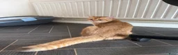 British Shorthair cats for sale: GCCF reg BSH Lilac, Blue, Chocolate Golden Kittens - Advert 17