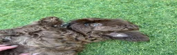 Shih Tzu dogs for sale: Chocolate imperial KC Karashishi/Sweet Tooth boy - Advert 3
