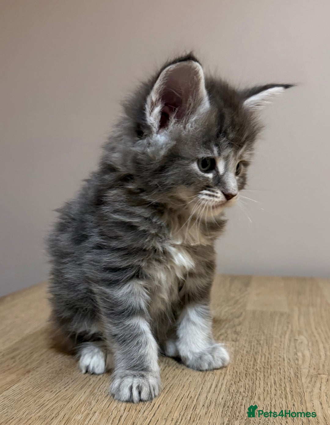 Maine Coon cats for sale: Stunning Maine Coon cross kittens - Advert 16