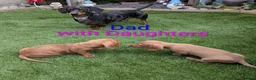 Dachshund dogs for sale: 4 Beautiful miniature Dachshunds puppies for sale - Advert 5