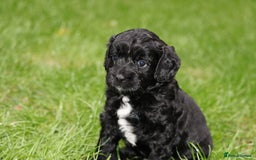 Cavapoo dogs for sale: Cavapoo  - Image 16