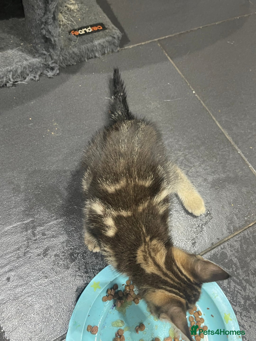 Mixed Breed cats for sale: ONE LEFT READY NOW - Image 11