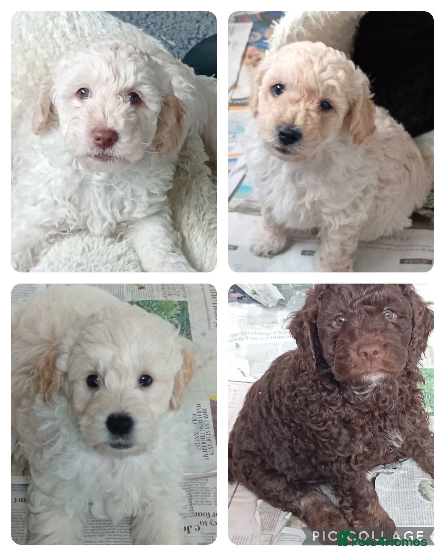 Goldendoodle dogs Adorable Miniature Double Doodle puppies  - Advert 2