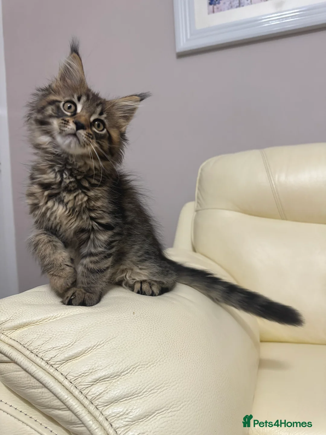 Maine Coon cats for sale: MaineCoonKitten🏆20+gen🧬Outstadning Full Pedigree - Advert 4