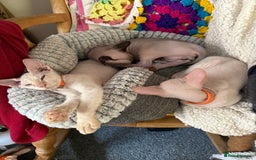 Sphynx cats for sale: Sphynx girls beautiful loving babies - Image 2