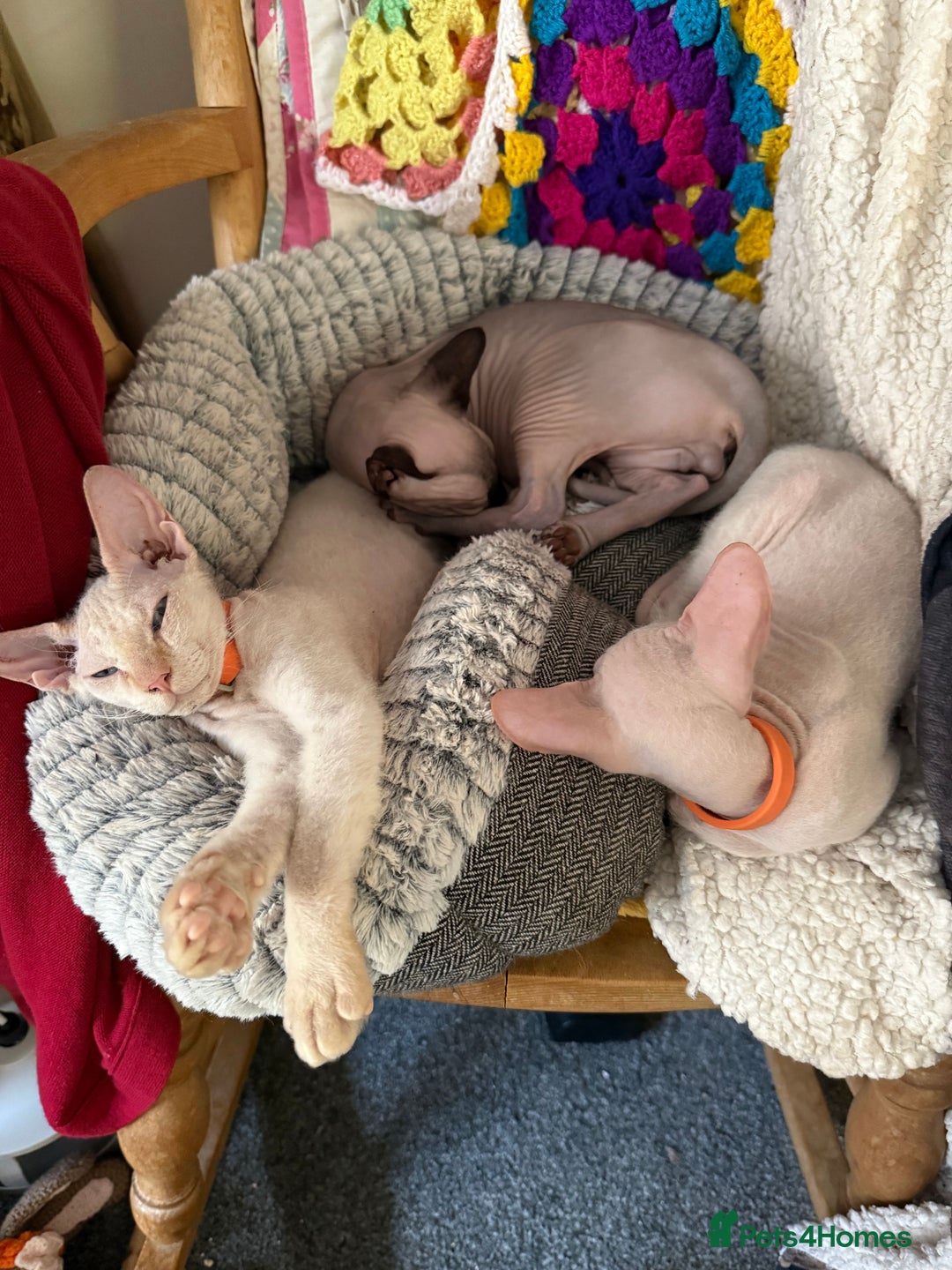 Sphynx cats for sale: Sphynx girls beautiful loving babies - Image 2