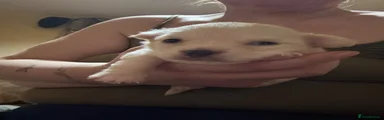 Chihuahua 1