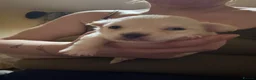 Chihuahua dogs for sale: Chihuahuas for sale  in Cleckheaton - Advert 2