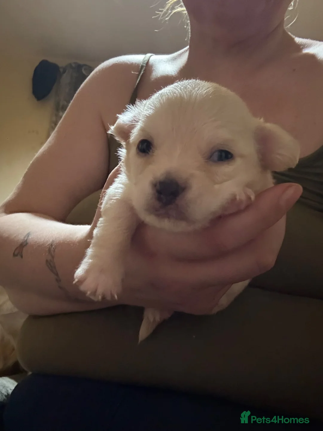 Chihuahua dogs for sale: Chihuahuas for sale  in Cleckheaton - Advert 2