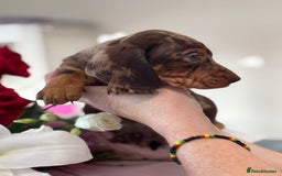 Miniature Dachshund dogs for sale: True Miniature Dachshund puppies  - Image 5