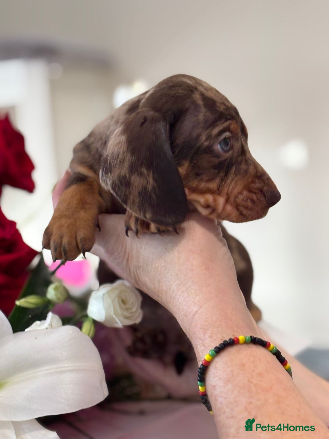 Miniature Dachshund dogs for sale: True Miniature Dachshund puppies  - Image 5
