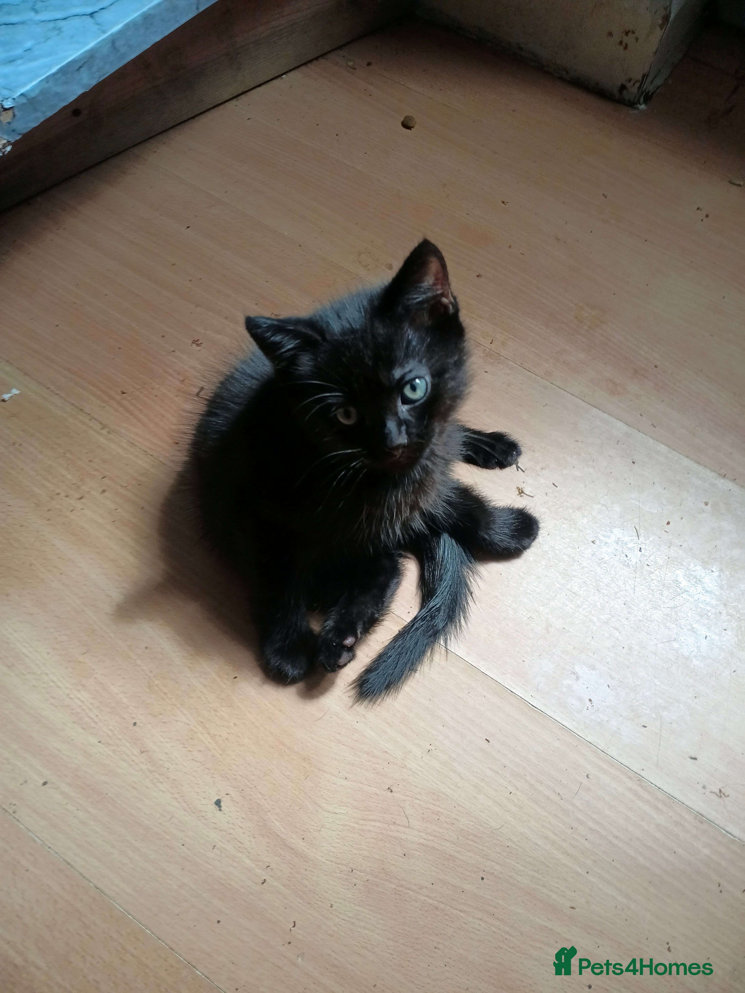 Burmese cats for sale: Ready for a home  - Advert 3