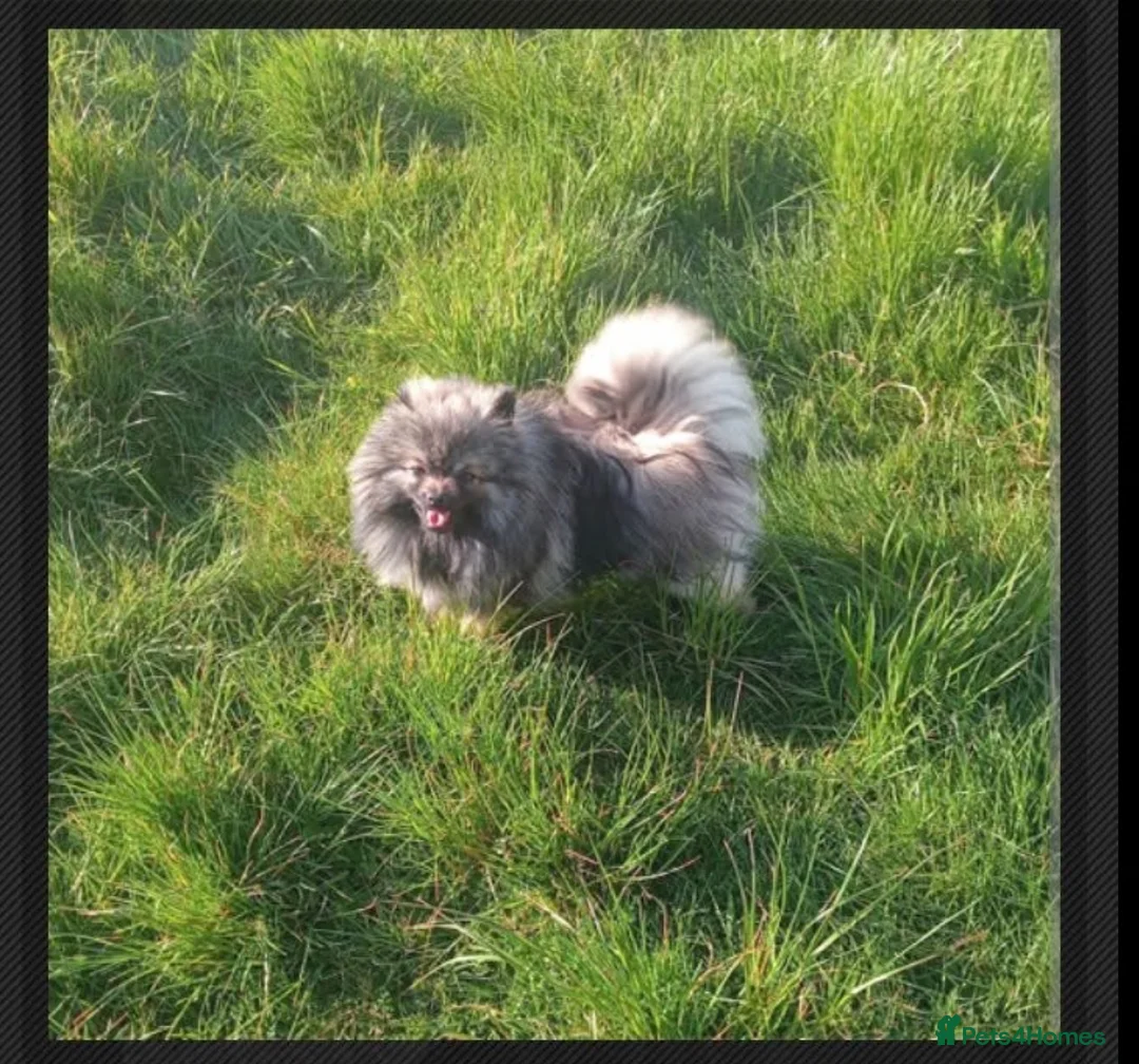 Pomeranian dogs for stud: Wolf sable Pomeranian boy for stud - Advert 1