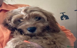 Cavapoo dogs for sale: 🐶🐩STUNNING MINIATURE CAVAPOO PUPPIES🐩🐶 - Image 2