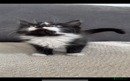 Mixed Breed cats for sale: Beautiful Mixed Breed Kitten  - Image 4