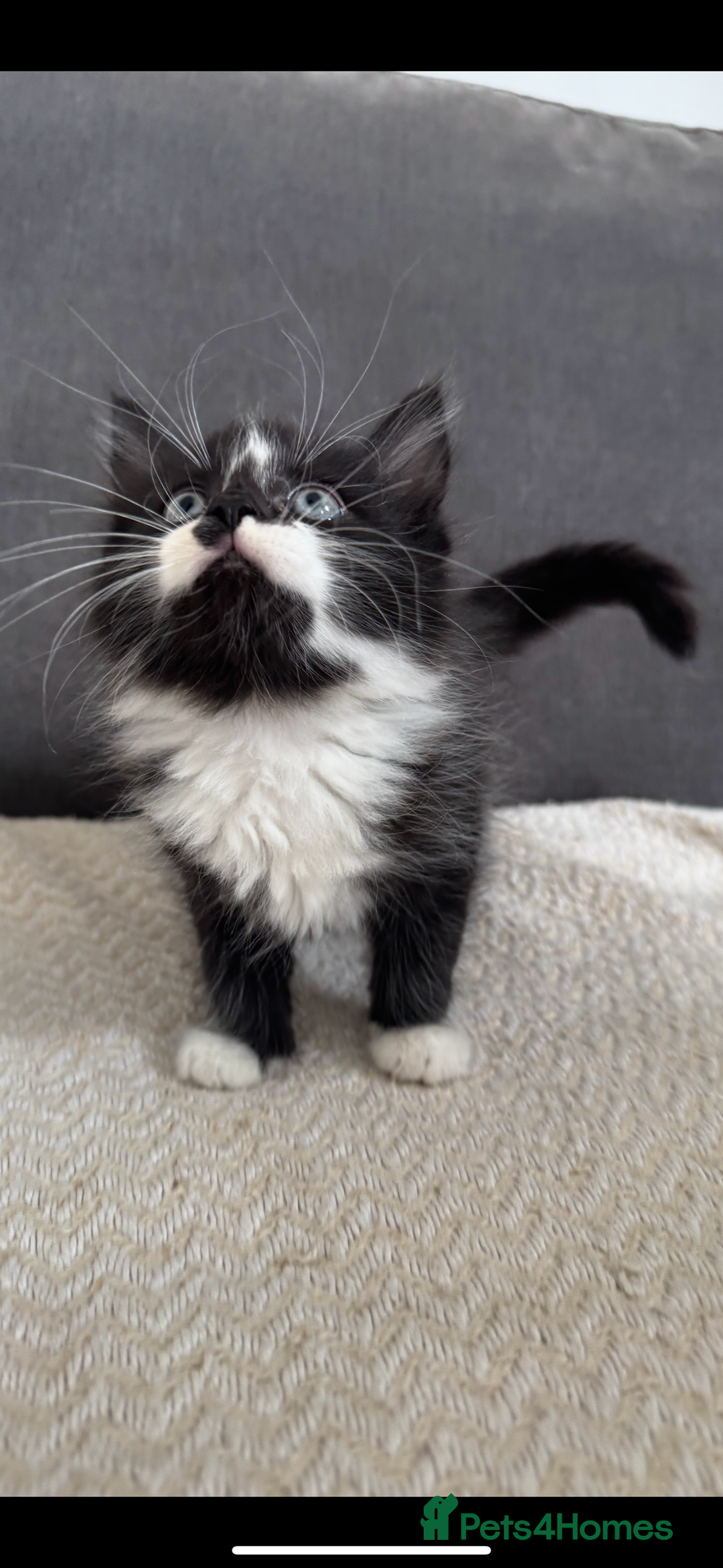 Mixed Breed cats for sale: Beautiful Mixed Breed Kitten  - Image 4