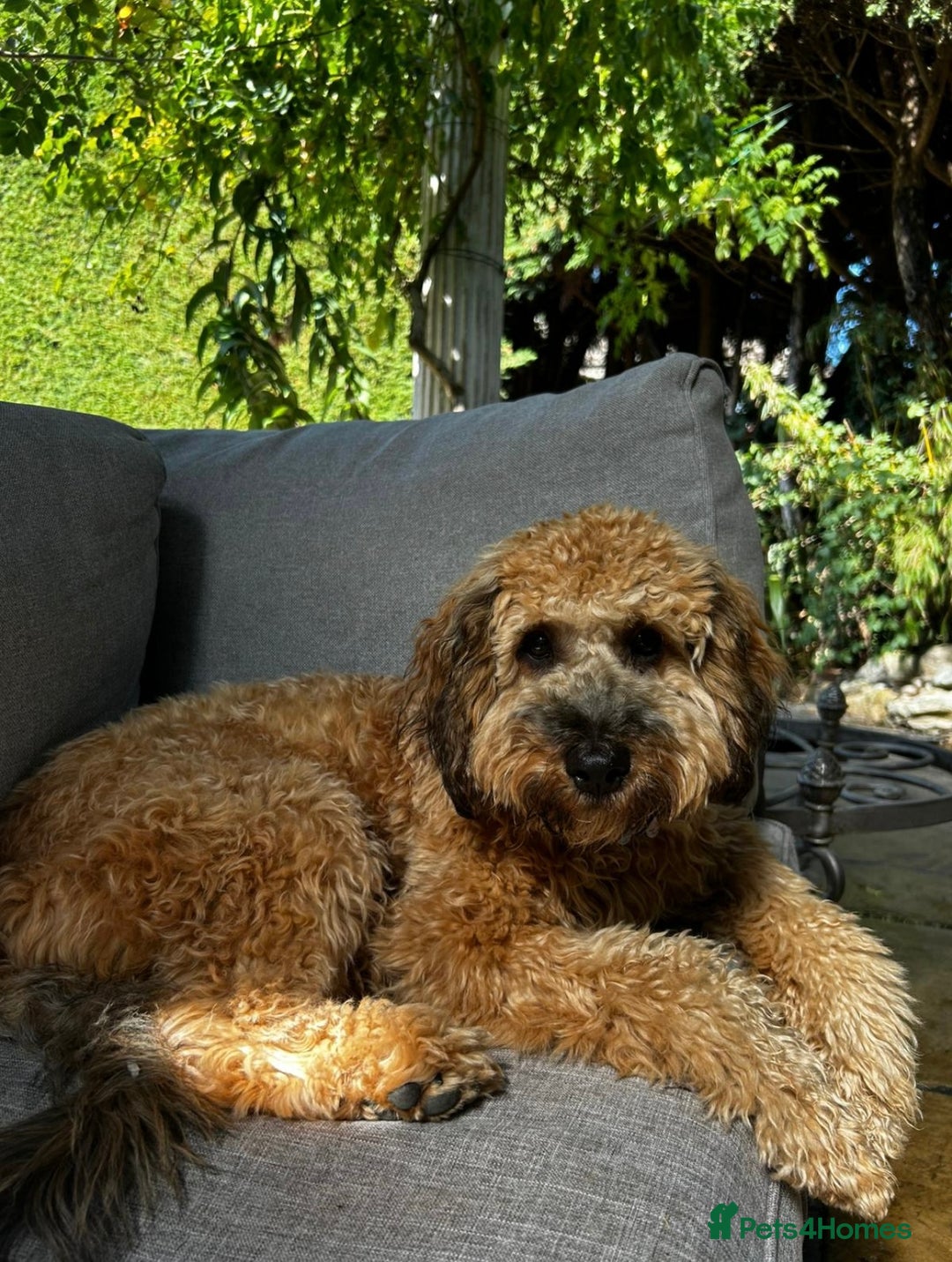 Cockapoo dogs for stud: **Proven** Cockapoo X Cavapoochon Stud - Image 34