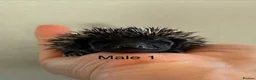 Pygmy Hedgehog rodents for sale: Gorgeous litter for Sale!  - Advert 5