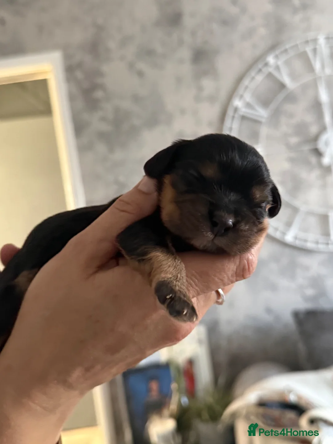 Cavalier King Charles Spaniel dogs for sale: Fully health tested litter of 3 girls  in York - Advert 4