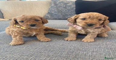 Cavapoo dogs - Advert 11