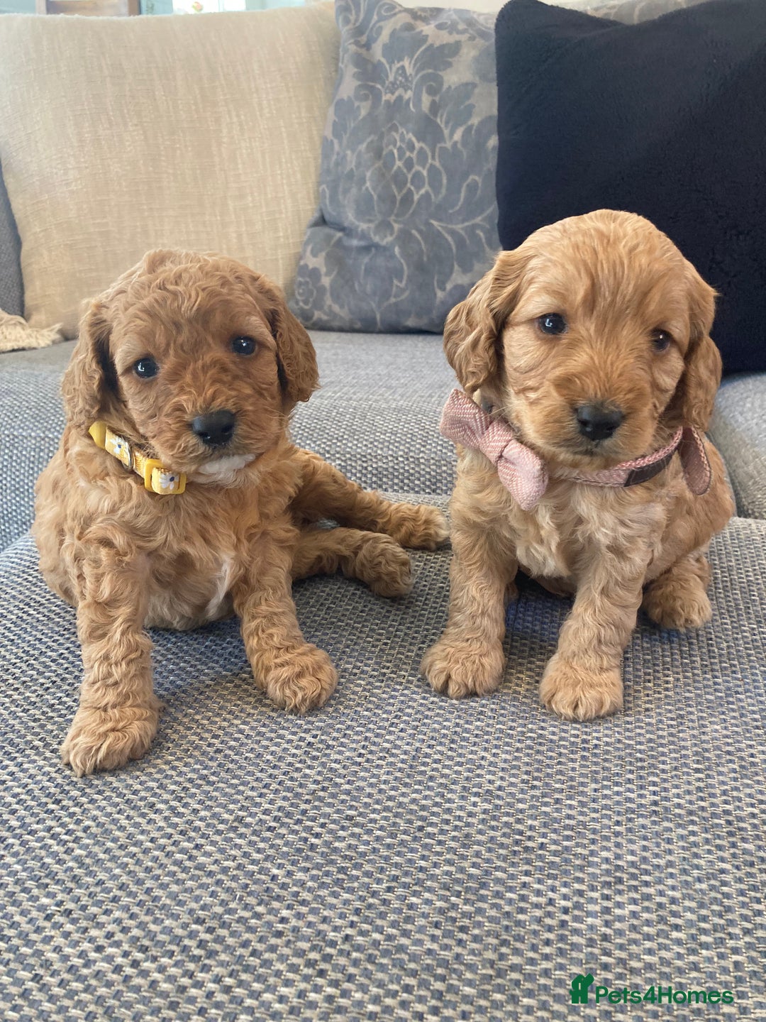 Cavapoo dogs for sale: F1B CAVAPOO PUPPIES  - Image 3