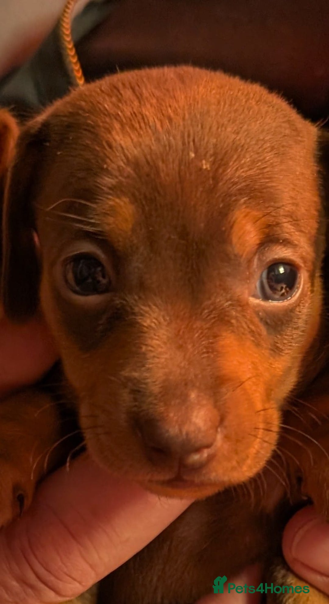 Mixed Breed dogs for sale: 3/4 Mini Dachshund 1/4 Jack Russell - Advert 6