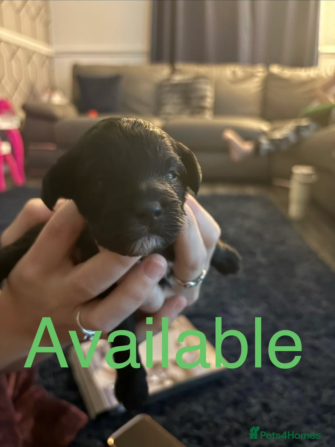 Shihpoo dogs for sale: ✨ REDUCED PRICE. Last Shihpoo Puppy Left  ✨ - Advert 17