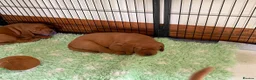 Labrador Retriever dogs for sale: Stunning KC Registered Fox Red Labrador Puppies - Advert 6