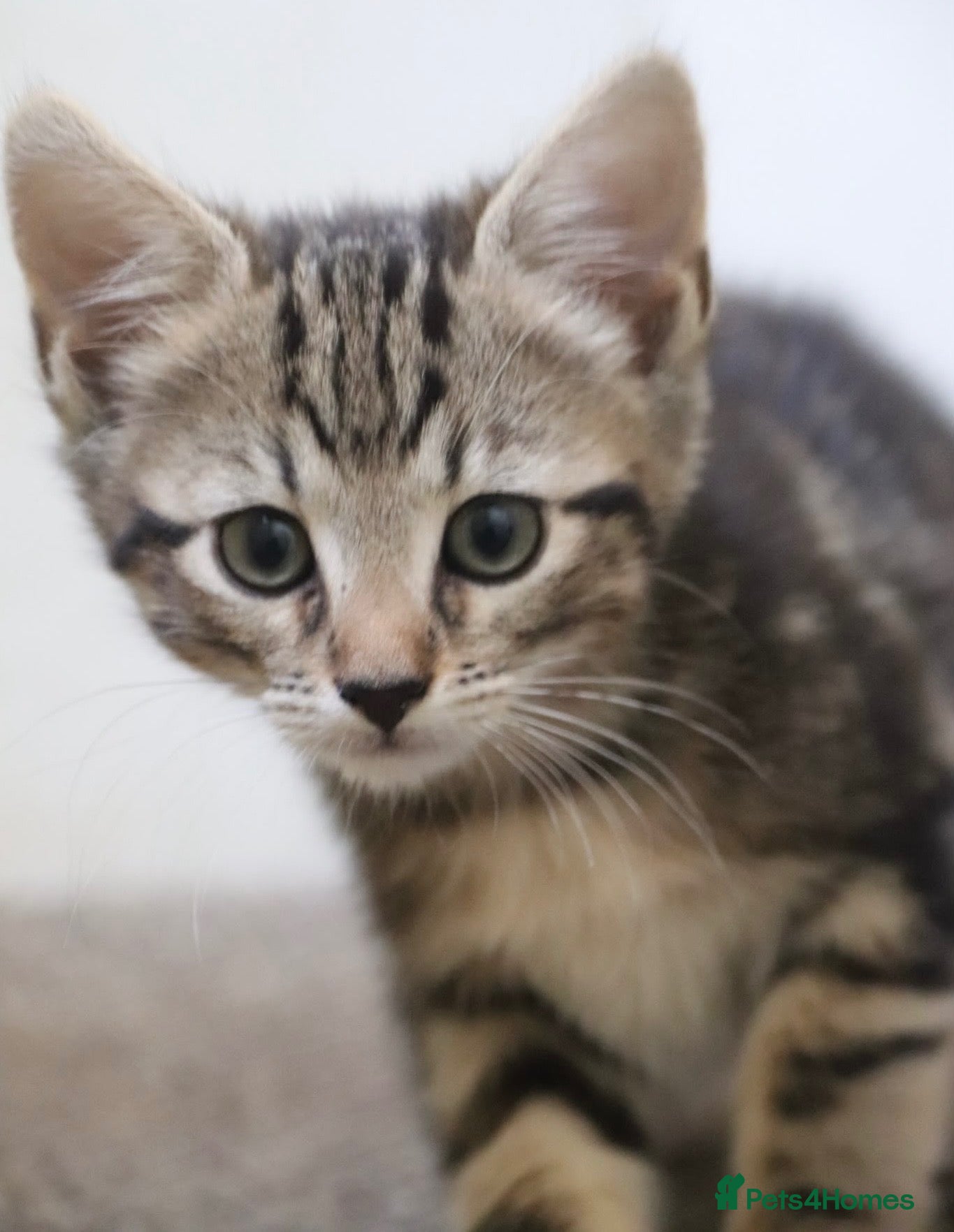 Mixed Breed cats 2 Stunning, part Siamese female kittens ready now  - Advert 1
