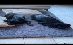 Cocker Spaniel dogs for sale: 10 Gorgeous KC Cocker Spaniel Puppies - Image 13