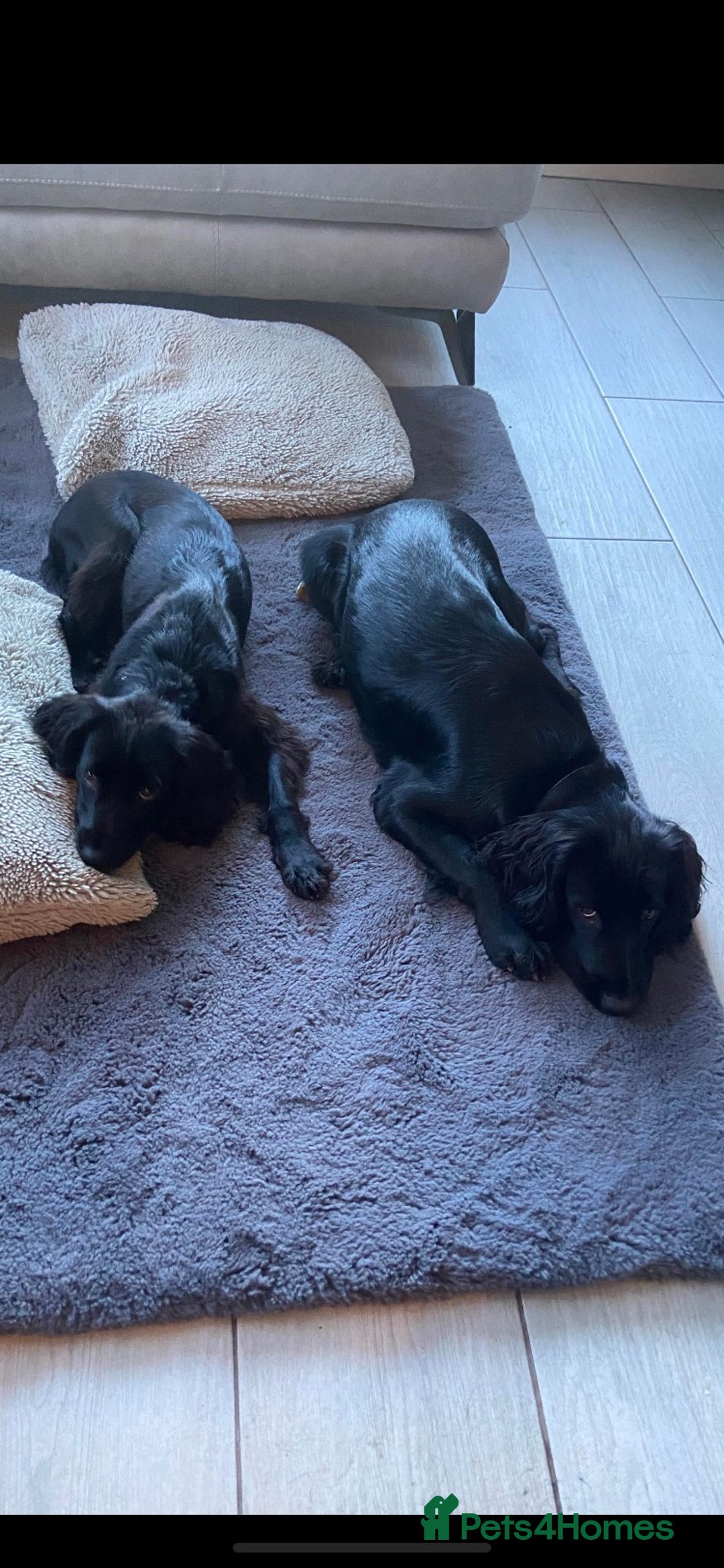 Cocker Spaniel dogs for sale: 10 Gorgeous KC Cocker Spaniel Puppies - Image 13